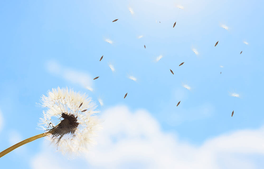 空に舞うたんぽぽ